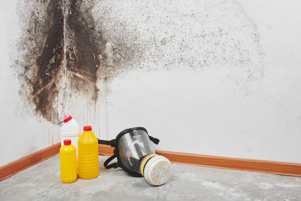 Best Fast Mold Removal  in Thomasville, AL