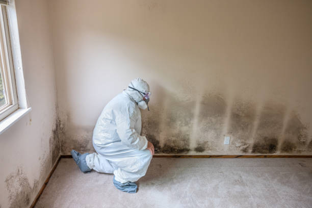 Best Mold Inspection  in Thomasville, AL