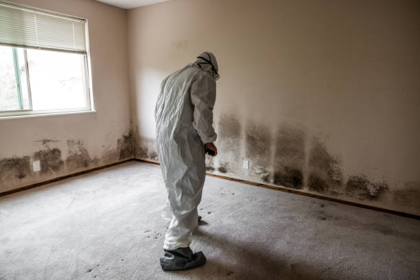 Best Same-Day Mold Removal  in Thomasville, AL