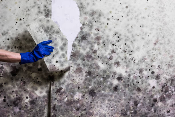 Best Toxic Mold Removal  in Thomasville, AL
