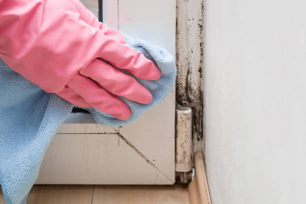 Best Attic Mold Removal  in Thomasville, AL