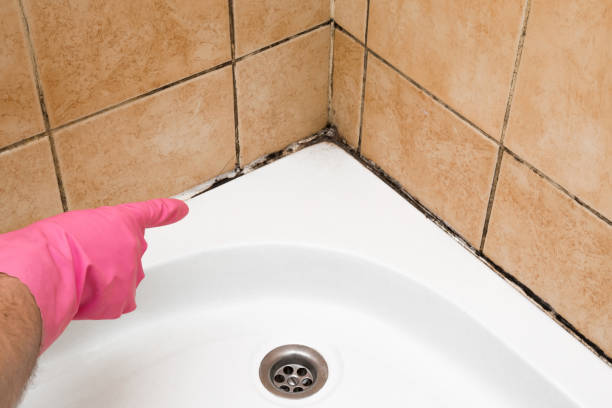 Best Local Mold Removal Service  in Thomasville, AL